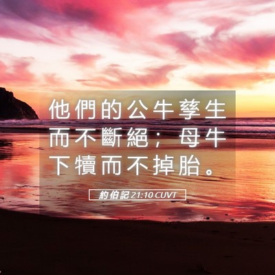 Picture 05 - 約 伯 記 21:10 CUVT - 他 們 的 公 牛 孳 生 而 不 斷 絕 ； - Bible Verse Picture