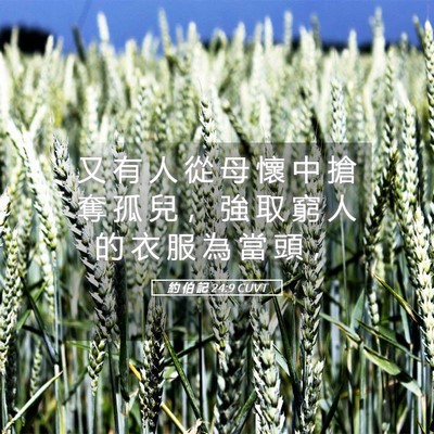 Picture 05 - 約 伯 記 24:9 CUVT - 又 有 人 從 母 懷 中 搶 奪 孤 兒 ， - Bible Verse Picture