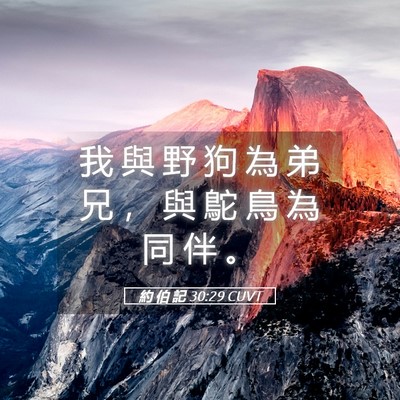Picture 05 - 約 伯 記 30:29 CUVT - 我 與 野 狗 為 弟 兄 ， 與 鴕 鳥 為 - Bible Verse Picture