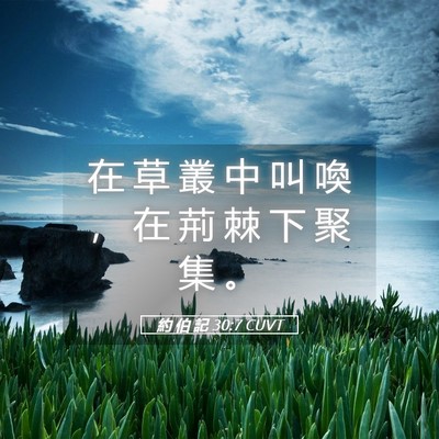 Picture 05 - 約 伯 記 30:7 CUVT - 在 草 叢 中 叫 喚 ， 在 荊 棘 下 聚 - Bible Verse Picture