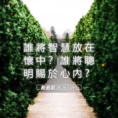 Picture 05 - 約 伯 記 38:36 CUVT - 誰 將 智 慧 放 在 懷 中 ？ 誰 將 聰 - Bible Verse Picture