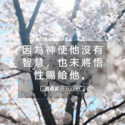 Picture 05 - 約 伯 記 39:17 CUVT - 因 為 神 使 他 沒 有 智 慧 ， 也 未 - Bible Verse Picture
