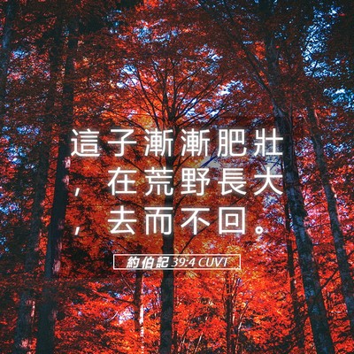 Picture 05 - 約 伯 記 39:4 CUVT - 這 子 漸 漸 肥 壯 ， 在 荒 野 長 大 - Bible Verse Picture