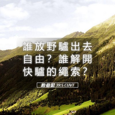 Picture 05 - 約 伯 記 39:5 CUVT - 誰 放 野 驢 出 去 自 由 ？ 誰 解 開 - Bible Verse Picture