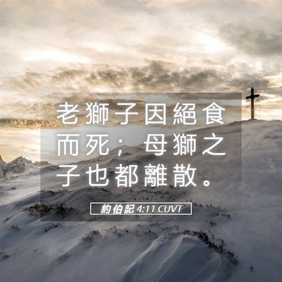 Picture 05 - 約 伯 記 4:11 CUVT - 老 獅 子 因 絕 食 而 死 ； 母 獅 之 - Bible Verse Picture