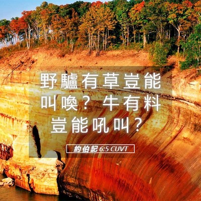 Picture 05 - 約 伯 記 6:5 CUVT - 野 驢 有 草 豈 能 叫 喚 ？ 牛 有 料 - Bible Verse Picture