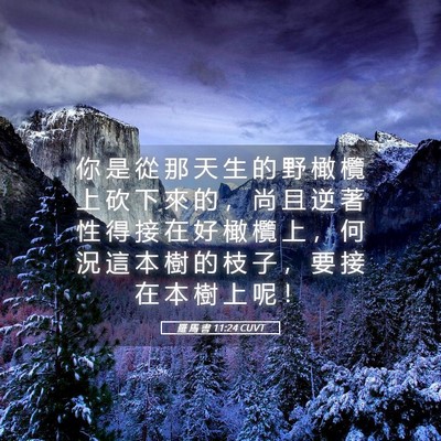 Picture 05 - 羅 馬 書 11:24 CUVT - 你 是 從 那 天 生 的 野 橄 欖 上 砍 - Bible Verse Picture