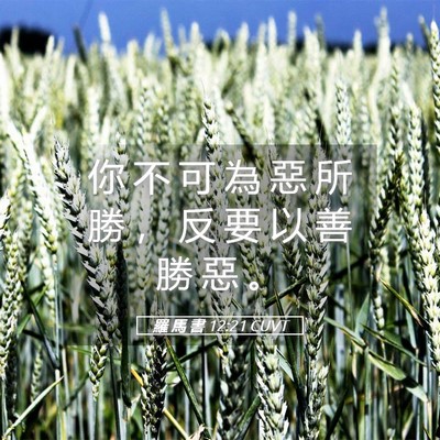 Picture 05 - 羅 馬 書 12:21 CUVT - 你 不 可 為 惡 所 勝 ， 反 要 以 善 - Bible Verse Picture