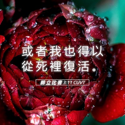 Picture 05 - 腓 立 比 書 3:11 CUVT - 或 者 我 也 得 以 從 死 裡 復 活 - Bible Verse Picture