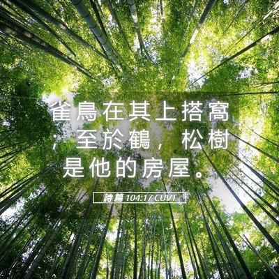 Picture 05 - 詩 篇 104:17 CUVT - 雀 鳥 在 其 上 搭 窩 ； 至 於 鶴 ， - Bible Verse Picture