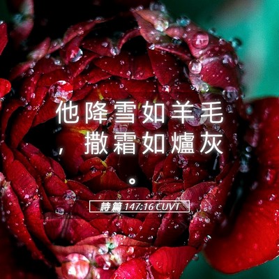 Picture 05 - 詩 篇 147:16 CUVT - 他 降 雪 如 羊 毛 ， 撒 霜 如 爐 灰 - Bible Verse Picture