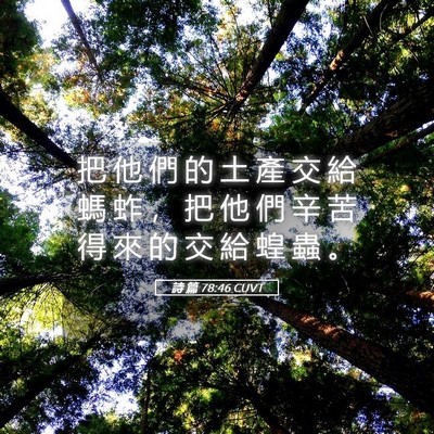Picture 05 - 詩 篇 78:46 CUVT - 把 他 們 的 土 產 交 給 螞 蚱 ， 把 - Bible Verse Picture