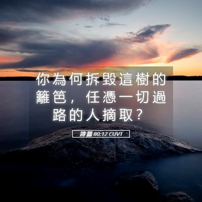 Picture 05 - 詩 篇 80:12 CUVT - 你 為 何 拆 毀 這 樹 的 籬 笆 ， 任 - Bible Verse Picture