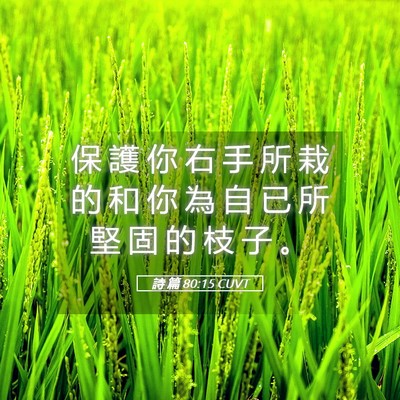 Picture 05 - 詩 篇 80:15 CUVT - 保 護 你 右 手 所 栽 的 和 你 為 自 - Bible Verse Picture