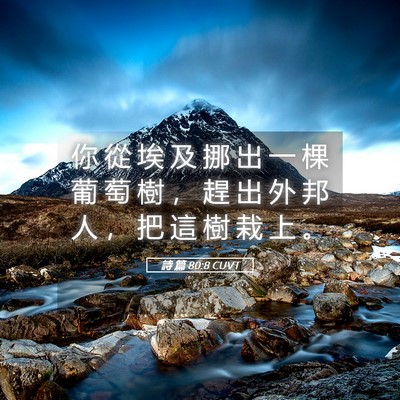 Picture 05 - 詩 篇 80:8 CUVT - 你 從 埃 及 挪 出 一 棵 葡 萄 樹 ， - Bible Verse Picture