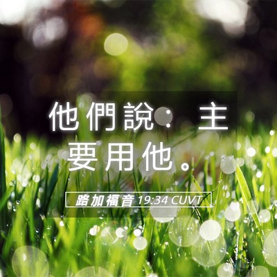 Picture 05 - 路 加 福 音 19:34 CUVT - 他 們 說 ： 主 要 用 他 - Bible Verse Picture