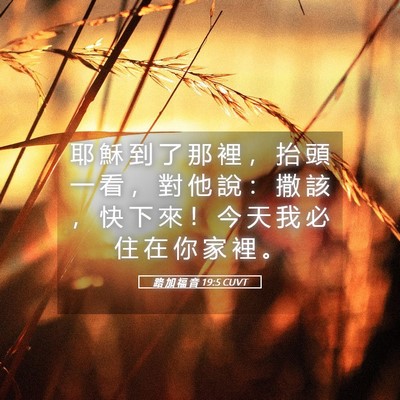 Picture 05 - 路 加 福 音 19:5 CUVT - 耶 穌 到 了 那 裡 ， 抬 頭 一 看 ， - Bible Verse Picture