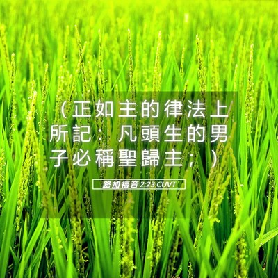 Picture 05 - 路 加 福 音 2:23 CUVT - （ 正 如 主 的 律 法 上 所 記 ： 凡 - Bible Verse Picture