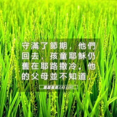 Picture 05 - 路 加 福 音 2:43 CUVT - 守 滿 了 節 期 ， 他 們 回 去 ， 孩 - Bible Verse Picture