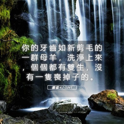 Picture 05 - 雅 歌 4:2 CUVT - 你 的 牙 齒 如 新 剪 毛 的 一 群 母 - Bible Verse Picture