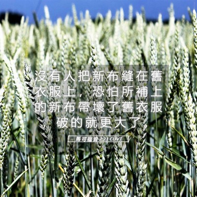 Picture 05 - 馬 可 福 音 2:21 CUVT - 沒 有 人 把 新 布 縫 在 舊 衣 服 上 - Bible Verse Picture