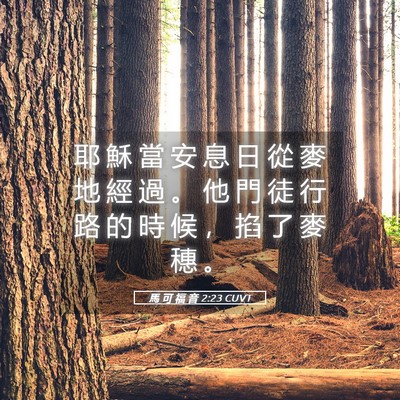 Picture 05 - 馬 可 福 音 2:23 CUVT - 耶 穌 當 安 息 日 從 麥 地 經 過 。 - Bible Verse Picture