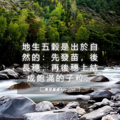 Picture 05 - 馬 可 福 音 4:28 CUVT - 地 生 五 穀 是 出 於 自 然 的 ： 先 - Bible Verse Picture
