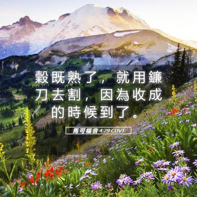 Picture 05 - 馬 可 福 音 4:29 CUVT - 穀 既 熟 了 ， 就 用 鐮 刀 去 割 ， - Bible Verse Picture