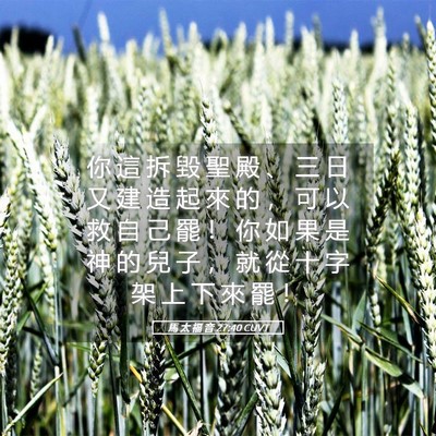 Picture 05 - 馬 太 福 音 27:40 CUVT - 你 這 拆 毀 聖 殿 、 三 日 又 建 造 - Bible Verse Picture