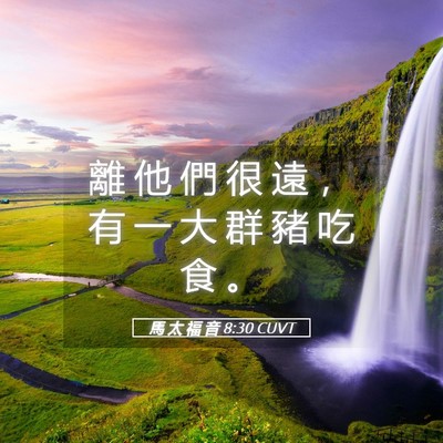 Picture 05 - 馬 太 福 音 8:30 CUVT - 離 他 們 很 遠 ， 有 一 大 群 豬 吃 - Bible Verse Picture