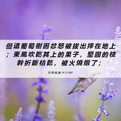 Picture 06 - 以 西 結 書 19:12 CUVT - 但 這 葡 萄 樹 因 忿 怒 被 拔 出 摔 - Bible Verse Picture