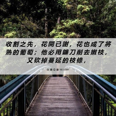 Picture 06 - 以 賽 亞 書 18:5 CUVT - 收 割 之 先 ， 花 開 已 謝 ， 花 也 - Bible Verse Picture