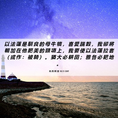 Picture 06 - 何 西 阿 書 10:11 CUVT - 以 法 蓮 是 馴 良 的 母 牛 犢 ， 喜 - Bible Verse Picture