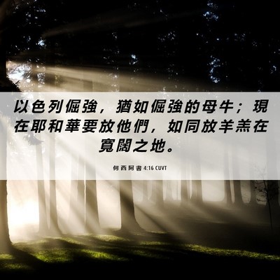 Picture 06 - 何 西 阿 書 4:16 CUVT - 以 色 列 倔 強 ， 猶 如 倔 強 的 母 - Bible Verse Picture