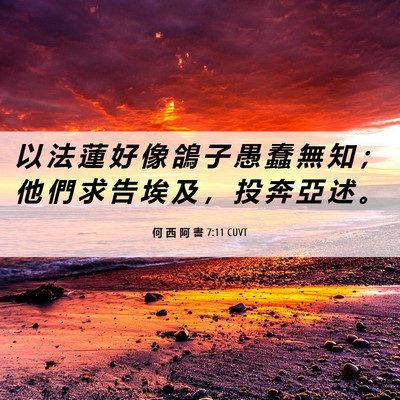 Picture 06 - 何 西 阿 書 7:11 CUVT - 以 法 蓮 好 像 鴿 子 愚 蠢 無 知 ； - Bible Verse Picture