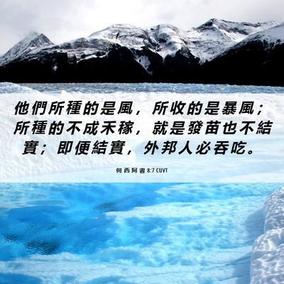 Picture 06 - 何 西 阿 書 8:7 CUVT - 他 們 所 種 的 是 風 ， 所 收 的 是 - Bible Verse Picture