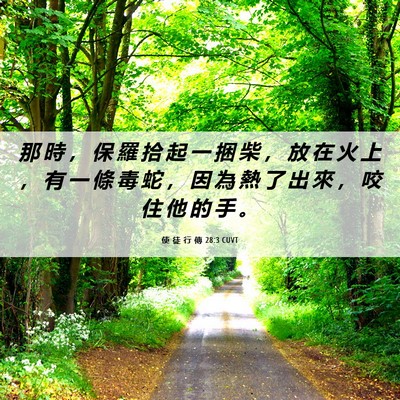Picture 06 - 使 徒 行 傳 28:3 CUVT - 那 時 ， 保 羅 拾 起 一 捆 柴 ， 放 - Bible Verse Picture