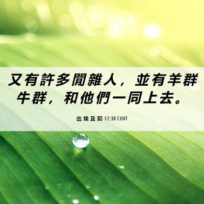 Picture 06 - 出 埃 及 記 12:38 CUVT - 又 有 許 多 閒 雜 人 ， 並 有 羊 群 - Bible Verse Picture
