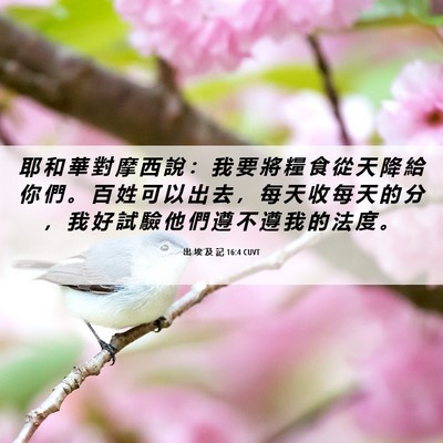 Picture 06 - 出 埃 及 記 16:4 CUVT - 耶 和 華 對 摩 西 說 ： 我 要 將 糧 - Bible Verse Picture