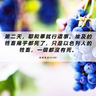 Picture 06 - 出 埃 及 記 9:6 CUVT - 第 二 天 ， 耶 和 華 就 行 這 事 。 - Bible Verse Picture