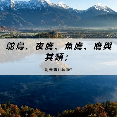 Picture 06 - 利 未 記 11:16 CUVT - 鴕 鳥 、 夜 鷹 、 魚 鷹 、 鷹 與 其 - Bible Verse Picture