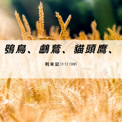 Picture 06 - 利 未 記 11:17 CUVT - 鴞 鳥 、 鸕 鶿 、 貓 頭 鷹 - Bible Verse Picture