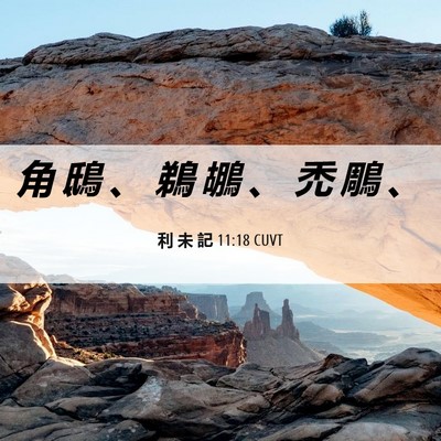 Picture 06 - 利 未 記 11:18 CUVT - 角 鴟 、 鵜 鶘 、 禿 鵰 - Bible Verse Picture