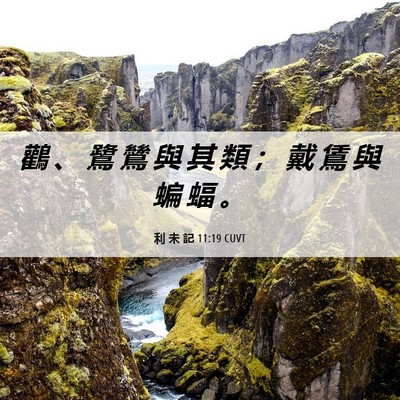 Picture 06 - 利 未 記 11:19 CUVT - 鸛 、 鷺 鷥 與 其 類 ； 戴 鵀 與 蝙 - Bible Verse Picture