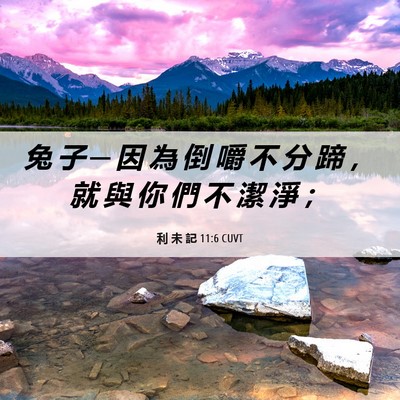 Picture 06 - 利 未 記 11:6 CUVT - 兔 子 ─ 因 為 倒 嚼 不 分 蹄 ， 就 - Bible Verse Picture