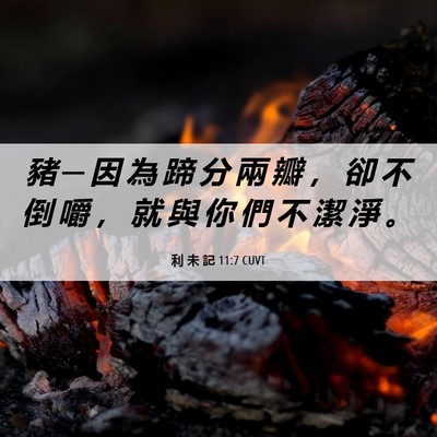 Picture 06 - 利 未 記 11:7 CUVT - 豬 ─ 因 為 蹄 分 兩 瓣 ， 卻 不 倒 - Bible Verse Picture