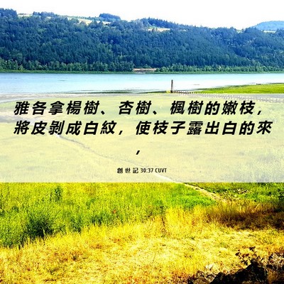 Picture 06 - 創 世 記 30:37 CUVT - 雅 各 拿 楊 樹 、 杏 樹 、 楓 樹 的 - Bible Verse Picture