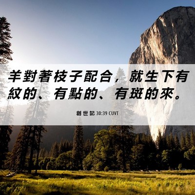 Picture 06 - 創 世 記 30:39 CUVT - 羊 對 著 枝 子 配 合 ， 就 生 下 有 - Bible Verse Picture