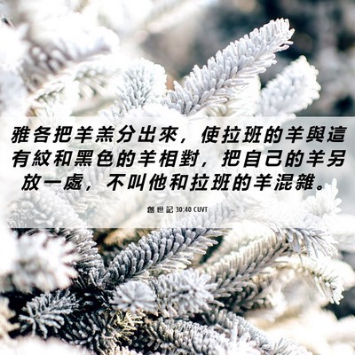 Picture 06 - 創 世 記 30:40 CUVT - 雅 各 把 羊 羔 分 出 來 ， 使 拉 班 - Bible Verse Picture