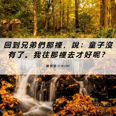 Picture 06 - 創 世 記 37:30 CUVT - 回 到 兄 弟 們 那 裡 ， 說 ： 童 子 - Bible Verse Picture